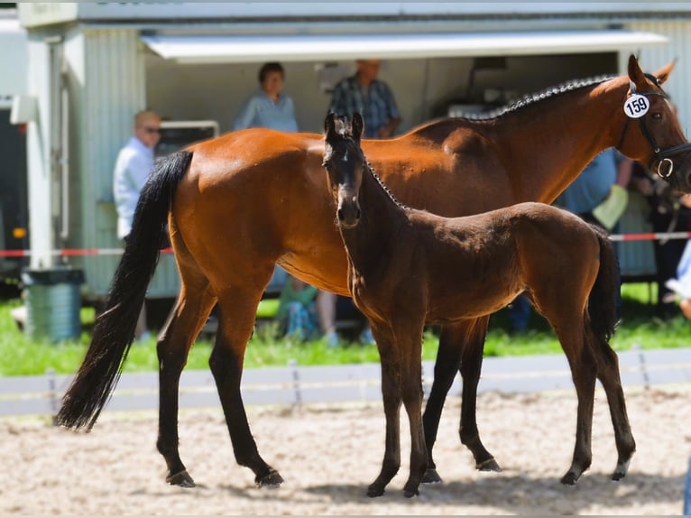 Oldenburger Springpaard Merrie 1 Jaar 170 cm Donkerbruin in Hesel