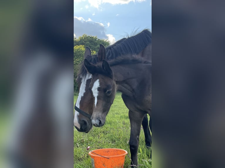 Oldenburger Springpaard Merrie 1 Jaar 170 cm kan schimmel zijn in Handewitt