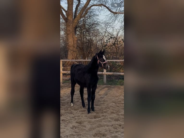 Oldenburger Springpaard Merrie 1 Jaar 170 cm kan schimmel zijn in Handewitt