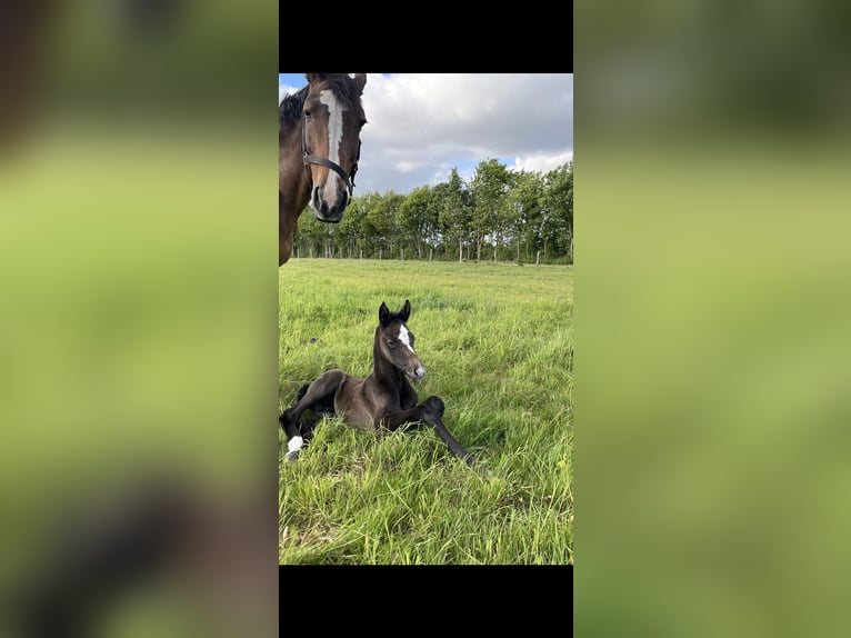 Oldenburger Springpaard Merrie 1 Jaar 170 cm kan schimmel zijn in Handewitt