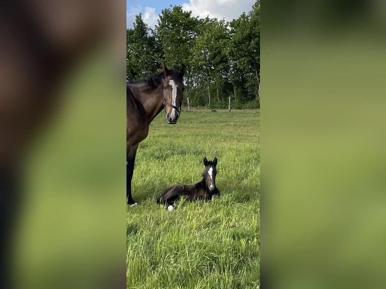 Oldenburger Springpaard Merrie 1 Jaar 170 cm kan schimmel zijn in Handewitt