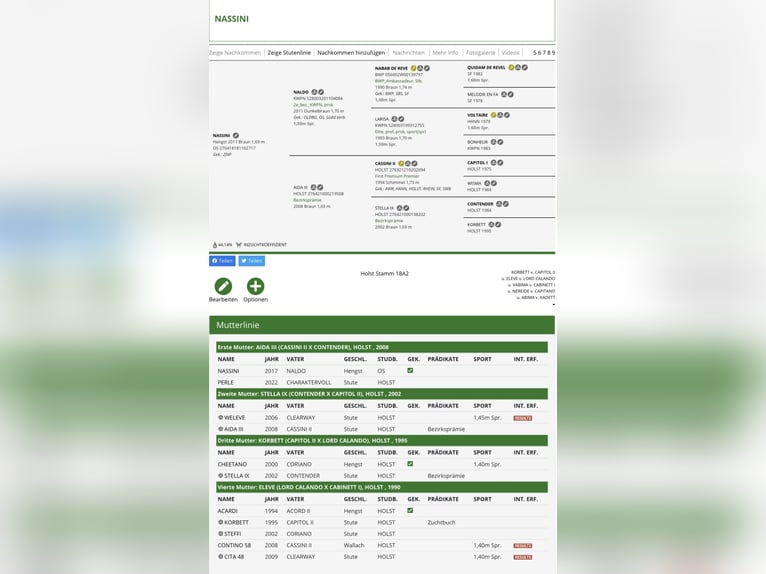 Oldenburger Springpaard Merrie 1 Jaar 175 cm Bruin in Warnkenhagen
