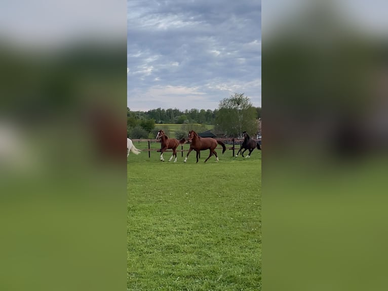 Oldenburger Springpaard Merrie 1 Jaar 175 cm Vos in Waldbrunn (Westerwald)