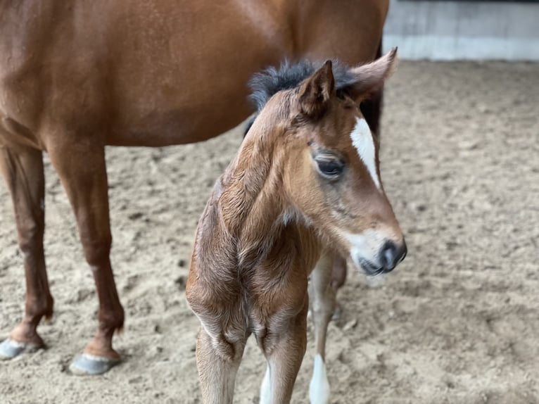 Oldenburger Springpaard Merrie 1 Jaar Bruin in Denekamp