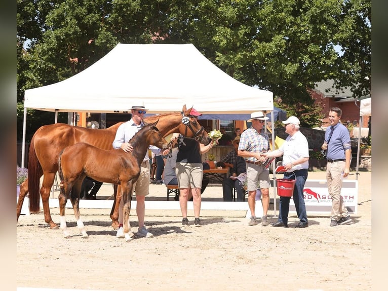 Oldenburger Springpaard Merrie 1 Jaar Bruin in Denekamp