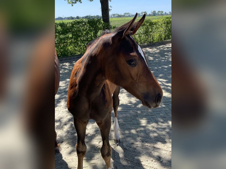 Oldenburger Springpaard Merrie 1 Jaar Bruin in Denekamp