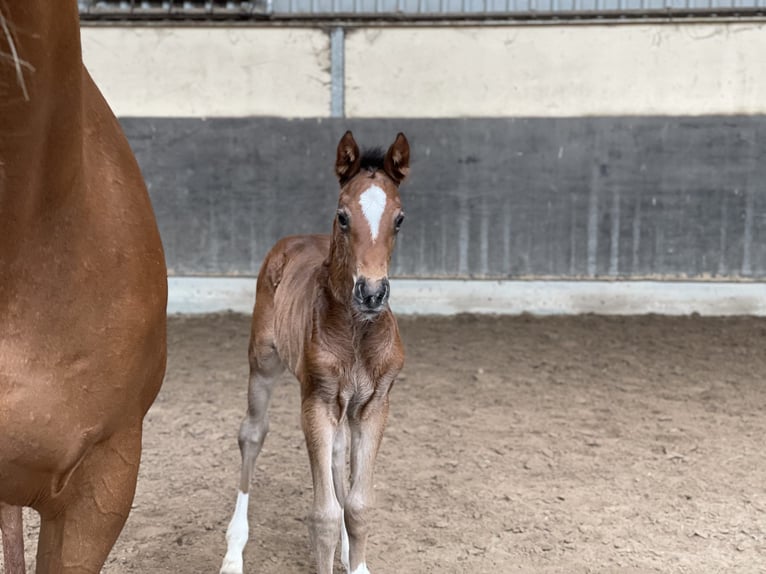 Oldenburger Springpaard Merrie 1 Jaar Bruin in Denekamp
