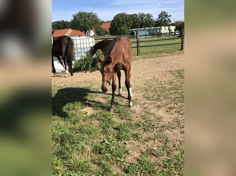 Oldenburger Springpaard Merrie 1 Jaar Bruin in Hiddenhausen