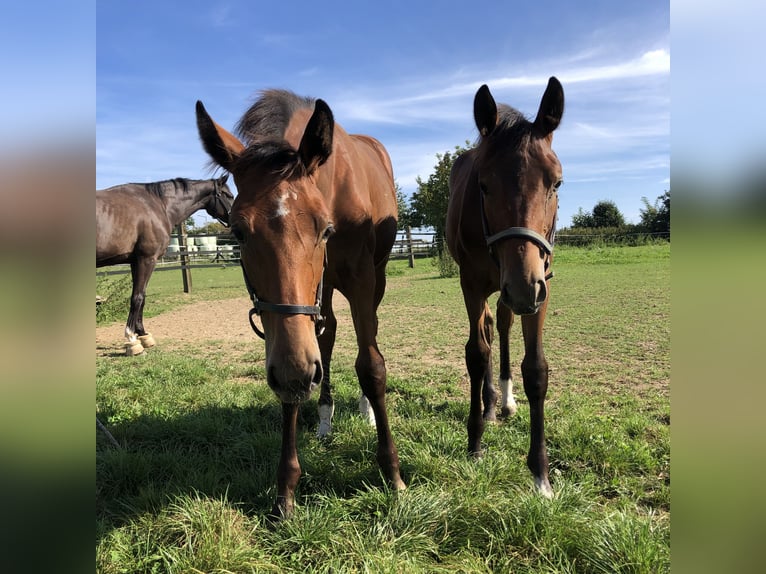 Oldenburger Springpaard Merrie 1 Jaar Bruin in Hiddenhausen