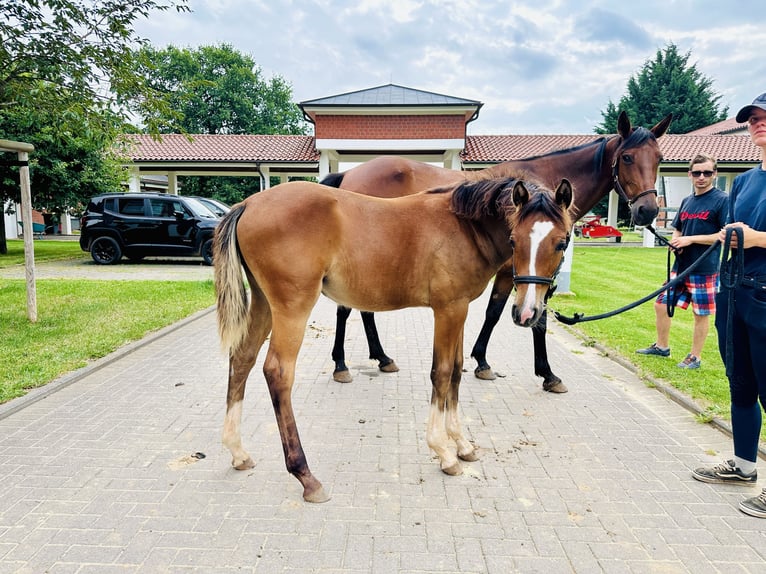 Oldenburger Springpaard Merrie 1 Jaar Bruin in Zülpich