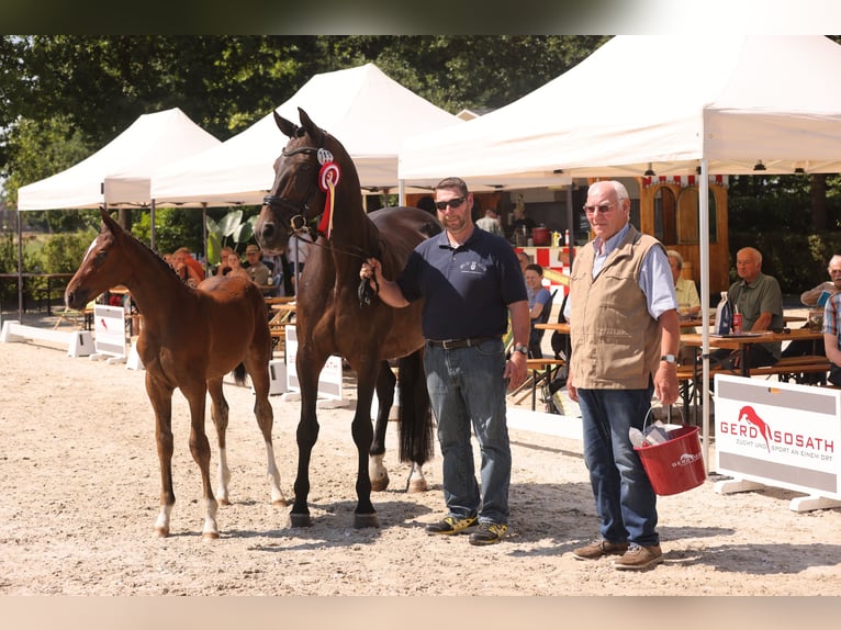 Oldenburger Springpaard Merrie 1 Jaar Bruin in Garrel