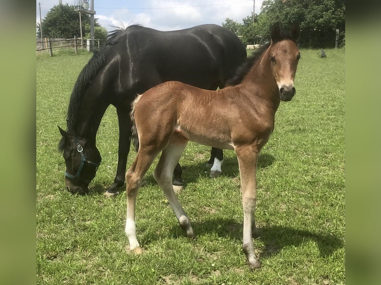 Oldenburger Springpaard Merrie 1 Jaar Bruin in Glaubitz