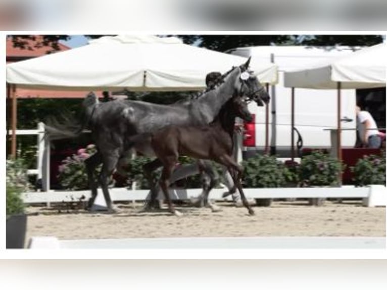 Oldenburger Springpaard Merrie 1 Jaar Donkerbruin in Großenkneten