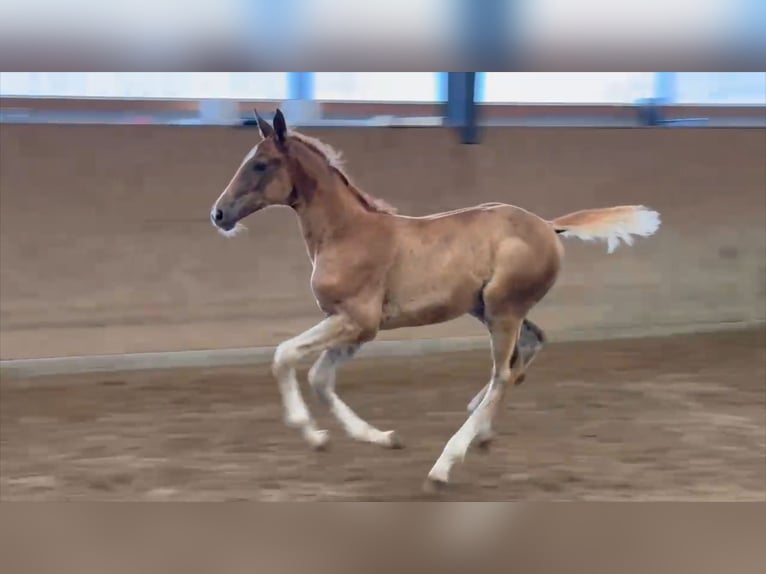 Oldenburger Springpaard Merrie 1 Jaar Donkere-vos in Seetz