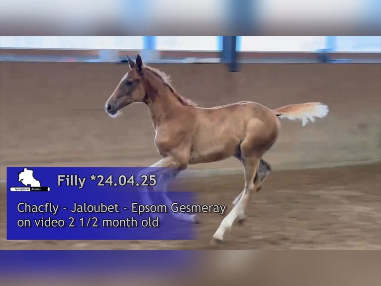 Oldenburger Springpaard Merrie 1 Jaar Donkere-vos in Seetz