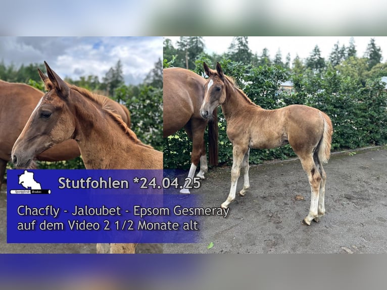Oldenburger Springpaard Merrie 1 Jaar Donkere-vos in Seetz