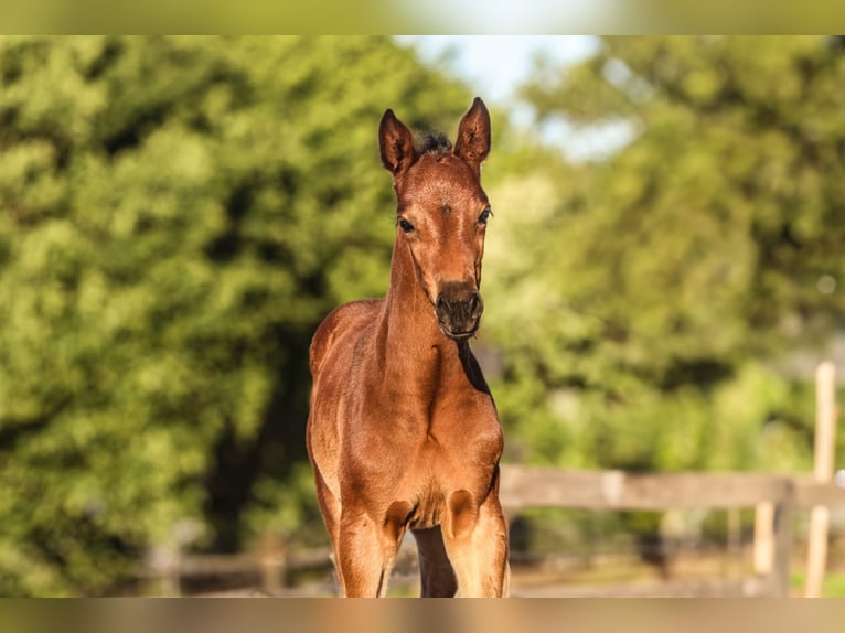 Oldenburger Springpaard Merrie 1 Jaar in Hesel