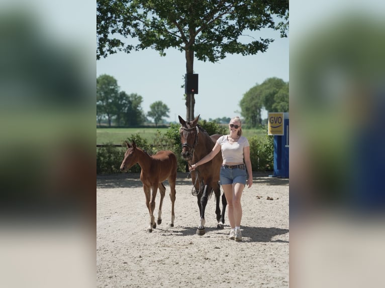 Oldenburger Springpaard Merrie 1 Jaar in Hesel