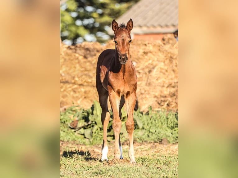 Oldenburger Springpaard Merrie 1 Jaar in Hesel