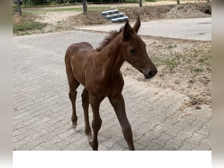 Oldenburger Springpaard Merrie 1 Jaar Vos in Dahlenburg