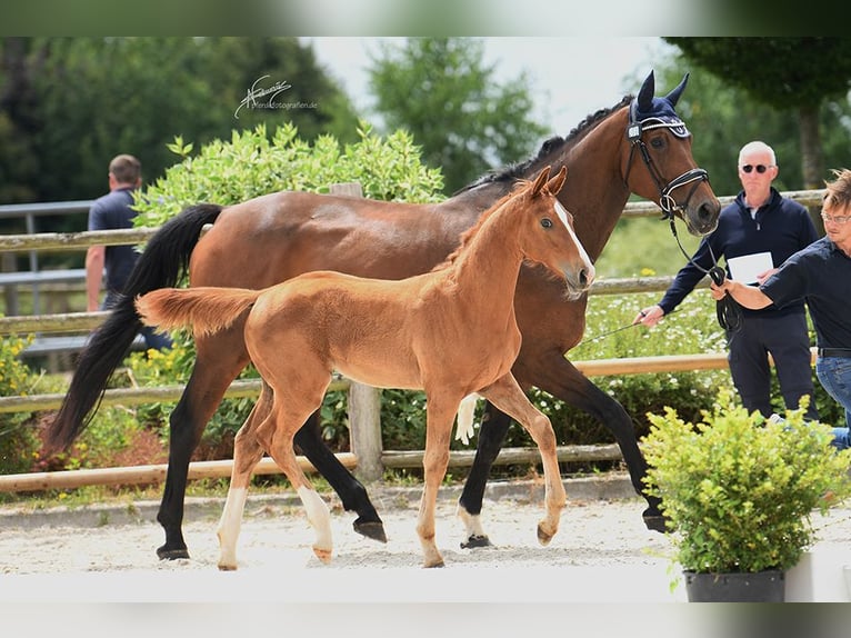 Oldenburger Springpaard Merrie 1 Jaar Vos in Helferskirchen