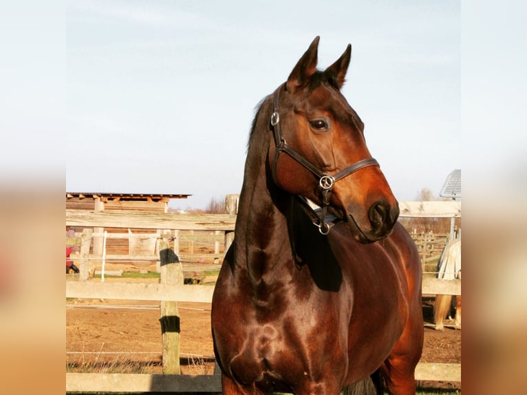 Oldenburger Springpaard Merrie 20 Jaar 163 cm Bruin in Braunschweig