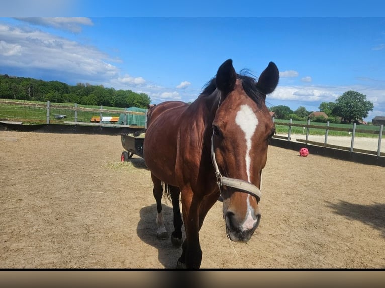 Oldenburger Springpaard Merrie 20 Jaar 165 cm Bruin in Petershagen