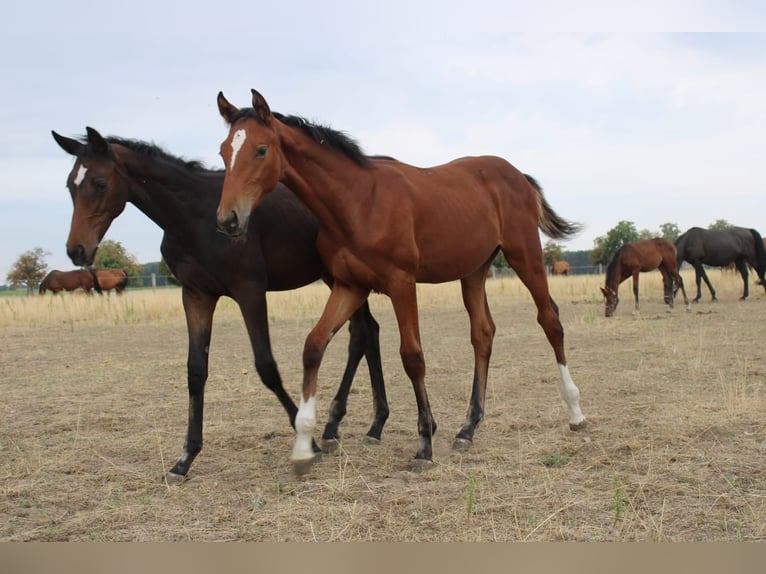 Oldenburger Springpaard Merrie 20 Jaar 175 cm Vos in Derwitz