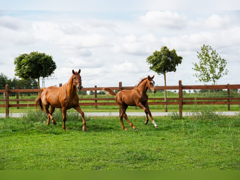 Oldenburger Springpaard Merrie 21 Jaar 168 cm Donkere-vos in Greifswald