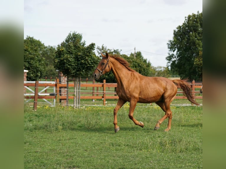 Oldenburger Springpaard Merrie 21 Jaar 168 cm Donkere-vos in Greifswald