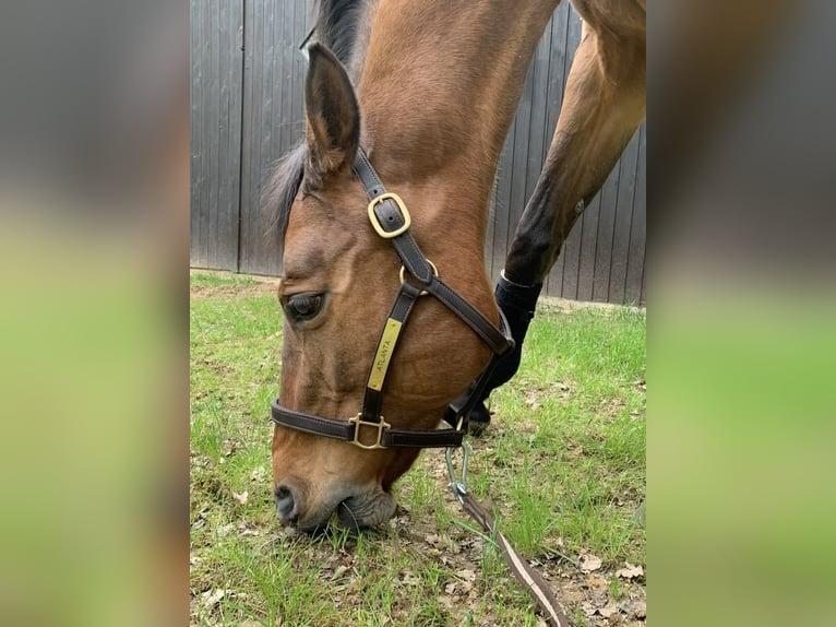 Oldenburger Springpaard Merrie 22 Jaar 175 cm Bruin in Altenstadt