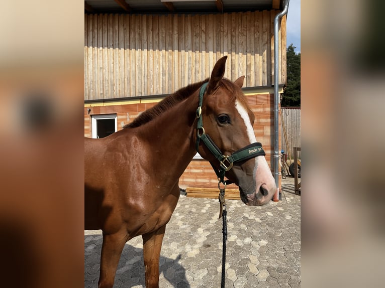 Oldenburger Springpaard Merrie 2 Jaar 155 cm Donkere-vos in Heroldsbach