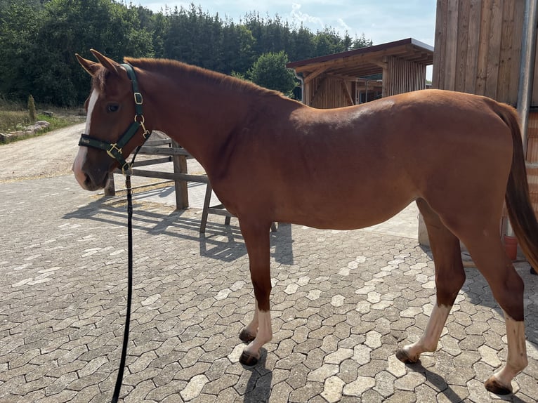 Oldenburger Springpaard Merrie 2 Jaar 155 cm Donkere-vos in Heroldsbach