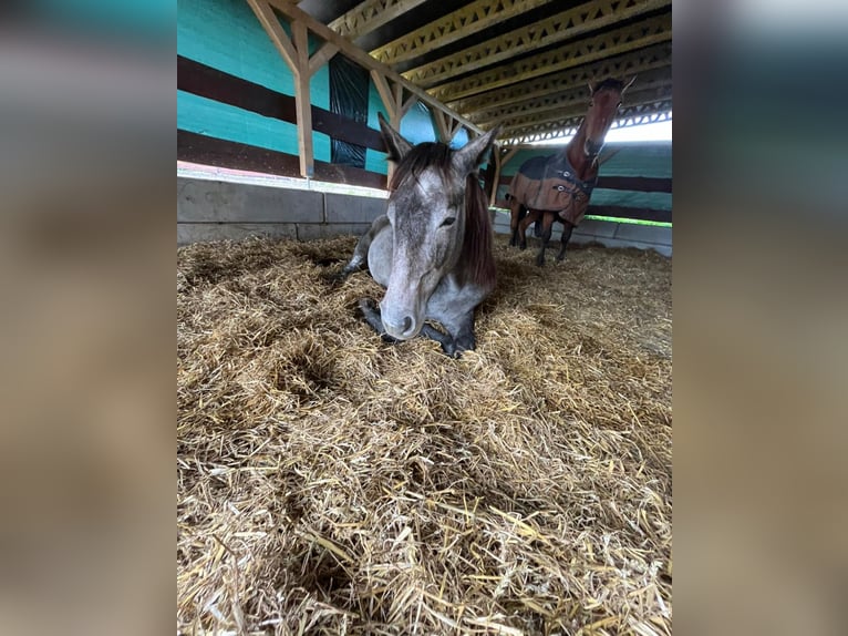 Oldenburger Springpaard Mix Merrie 2 Jaar 155 cm Schimmel in Döbeln