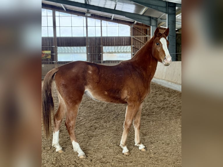 Oldenburger Springpaard Merrie 2 Jaar 155 cm Vos in Altusried