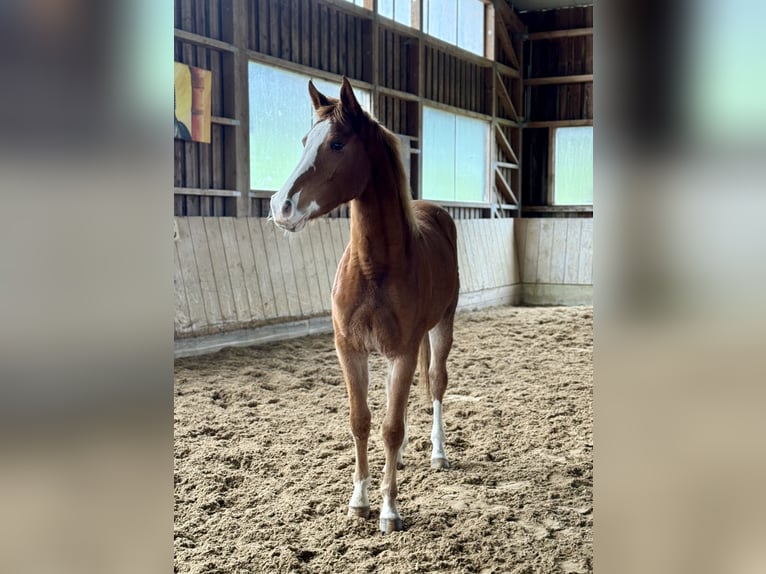 Oldenburger Springpaard Merrie 2 Jaar 155 cm Vos in Altusried