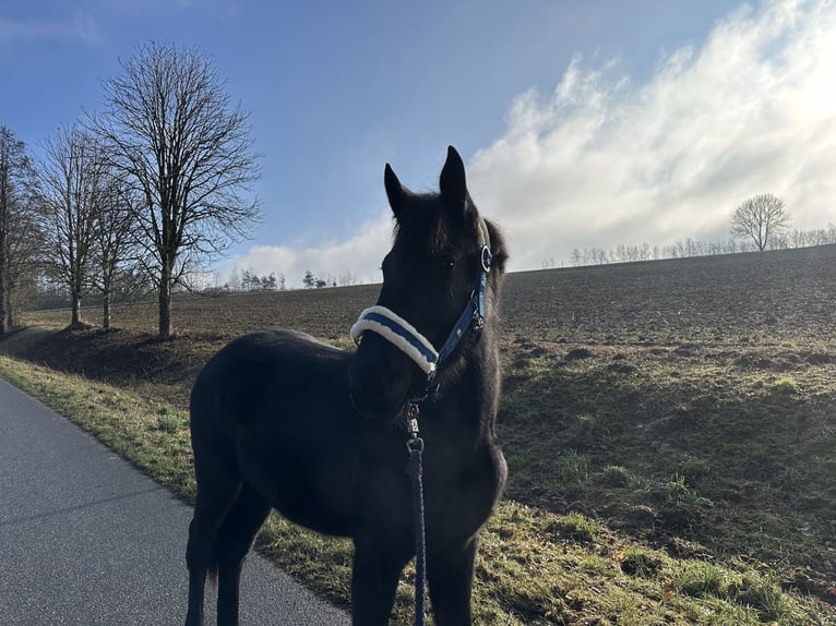 Oldenburger Springpaard Merrie 2 Jaar 155 cm Zwartbruin in Train