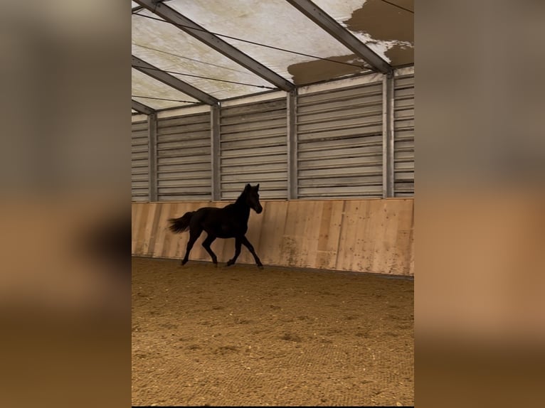 Oldenburger Springpaard Merrie 2 Jaar 155 cm Zwartbruin in Train