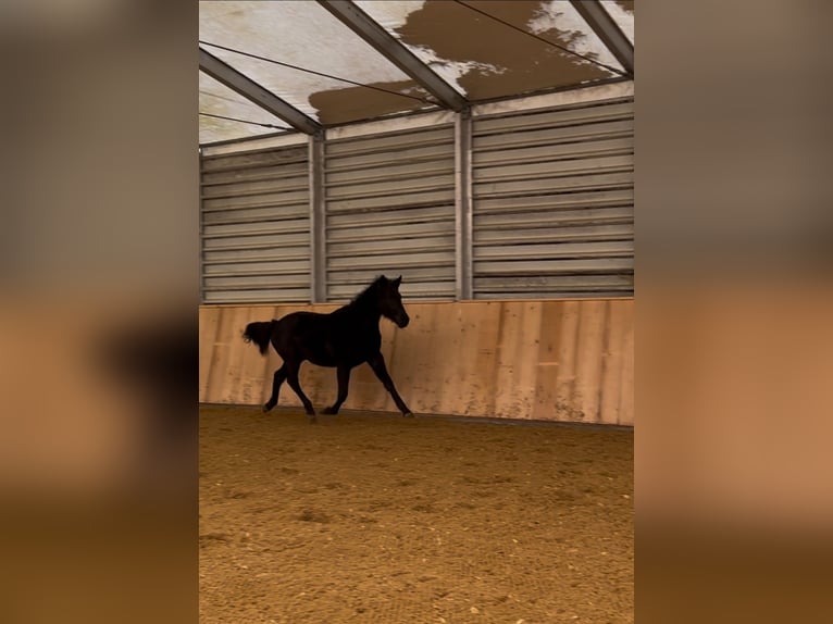 Oldenburger Springpaard Merrie 2 Jaar 155 cm Zwartbruin in Train