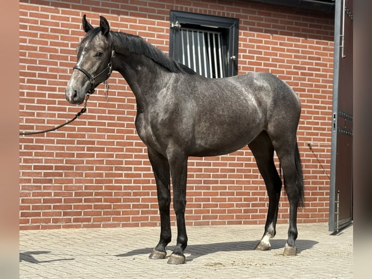 Oldenburger Springpaard Merrie 2 Jaar 156 cm Schimmel in Zieuwent