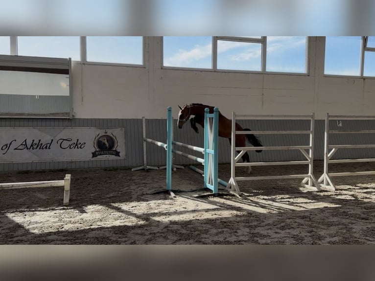 Oldenburger Springpaard Mix Merrie 2 Jaar 157 cm Bruin in Ovelgönne