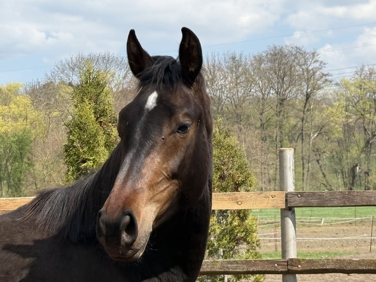 Oldenburger Springpaard Merrie 2 Jaar 159 cm Donkerbruin in Gotha