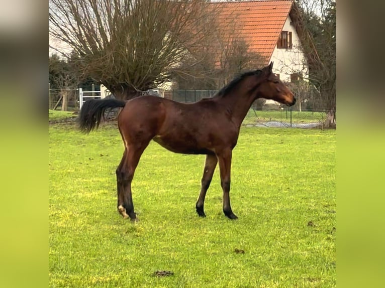 Oldenburger Springpaard Merrie 2 Jaar 160 cm Bruin in Kröpelin