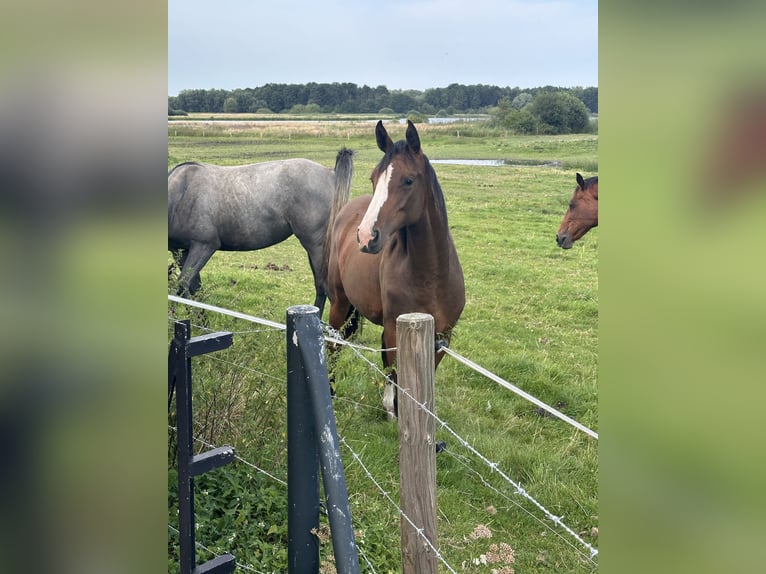 Oldenburger Springpaard Merrie 2 Jaar 162 cm Bruin in Stockelsdorf