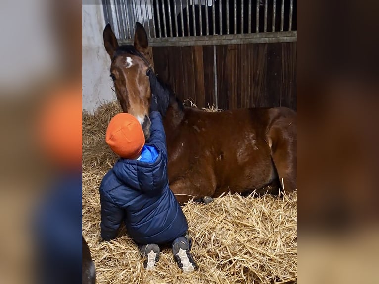 Oldenburger Springpaard Merrie 2 Jaar 164 cm Bruin in Stuhr