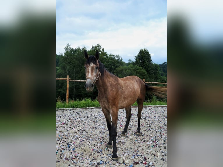 Oldenburger Springpaard Merrie 2 Jaar 165 cm Schimmel in Zalesiany