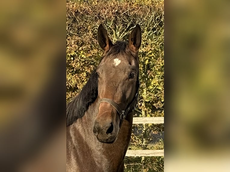 Oldenburger Springpaard Merrie 2 Jaar 168 cm Donkerbruin in Adelheidsdorf