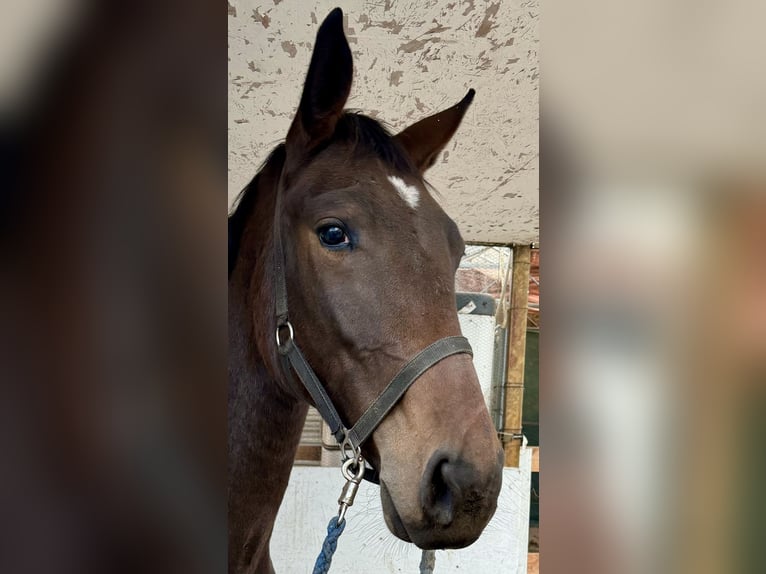 Oldenburger Springpaard Merrie 2 Jaar 168 cm Donkerbruin in Adelheidsdorf