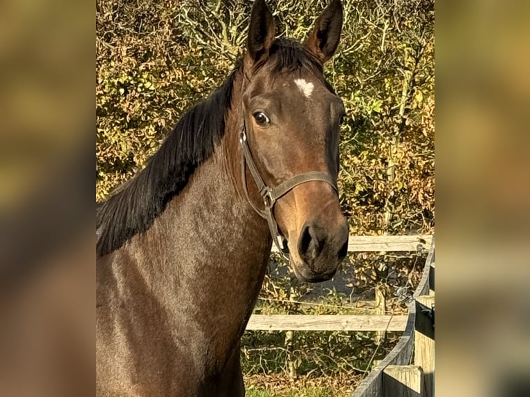 Oldenburger Springpaard Merrie 2 Jaar 168 cm Donkerbruin in Adelheidsdorf