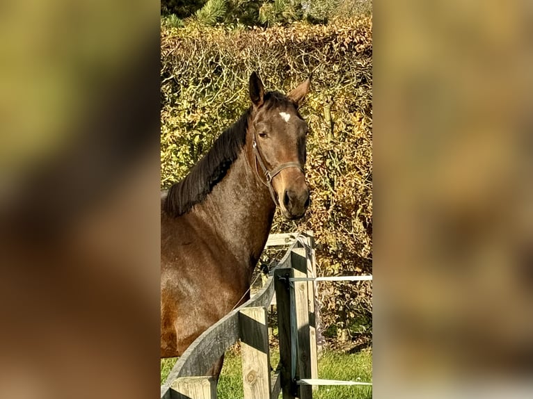 Oldenburger Springpaard Merrie 2 Jaar 168 cm Donkerbruin in Adelheidsdorf